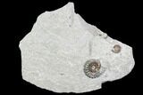 Ammonite (Promicroceras) Fossils - Lyme Regis #102891-1